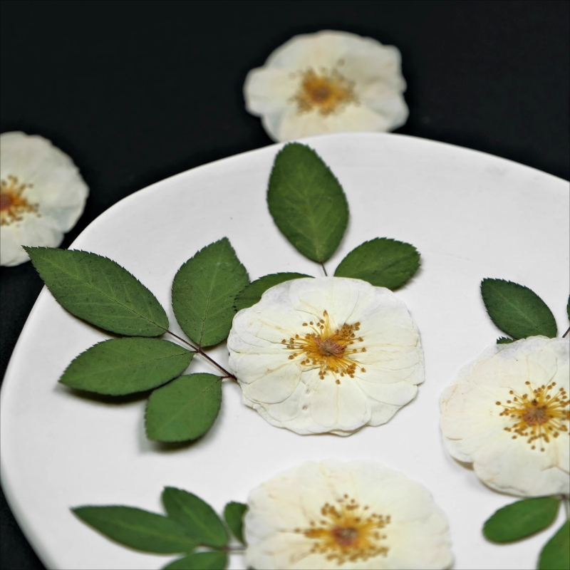 6 peças, 9 peças, rosa branca  - Dried Flower Bulk avaliação e preço