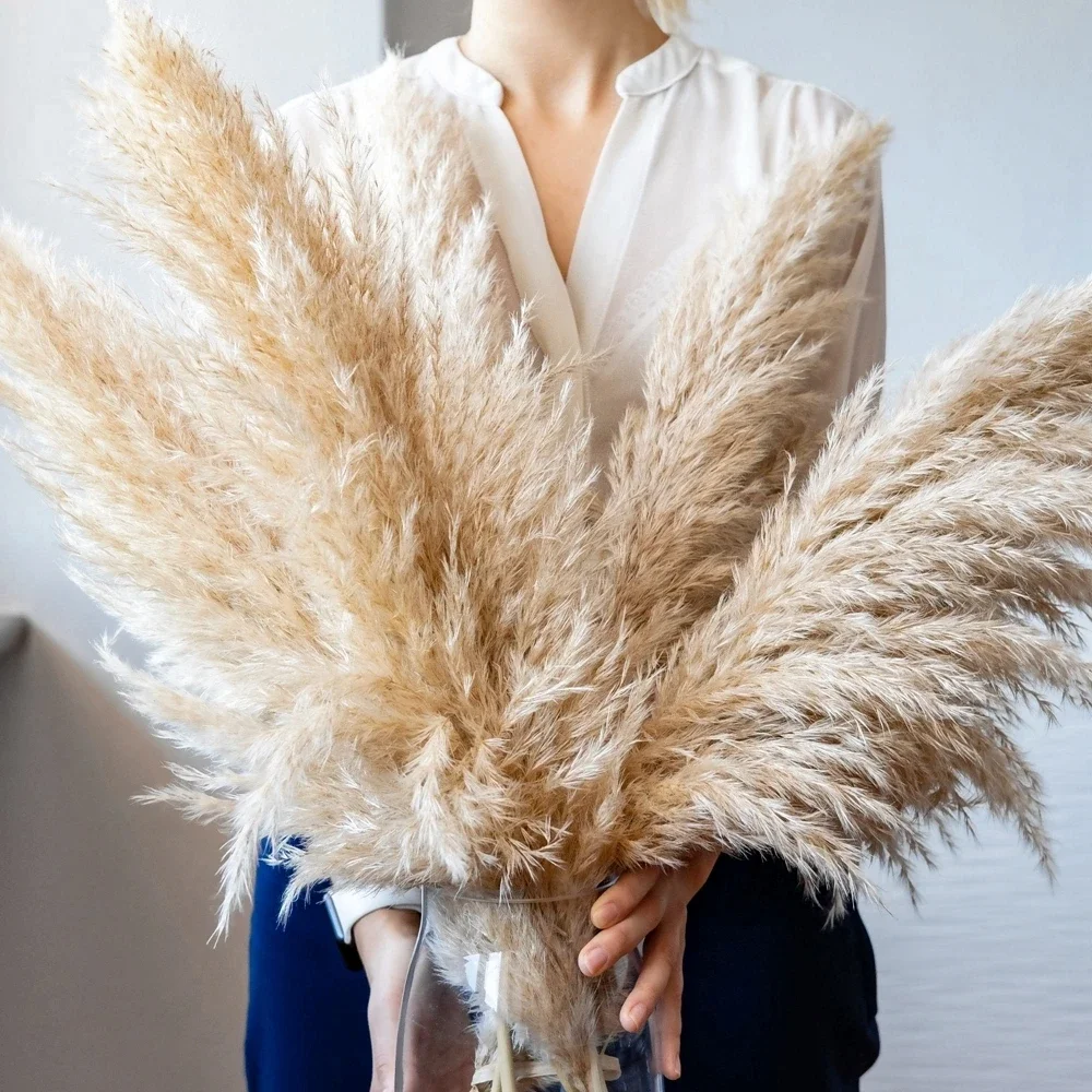 Grama de pampas grande e fofa  - Dried Flower Bulk avaliação e preço